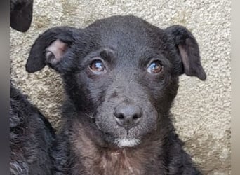 Elsie ❤️ süßes, verspieltes Hundemädl