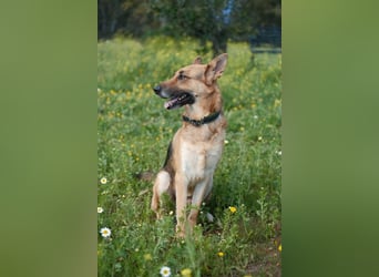 Tilo (Spanien) – ein liebevoller Vagabund auf vier Pfoten