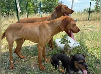 Daisy, geboren 01.12.2023, 58cm sucht ihre Menschen
