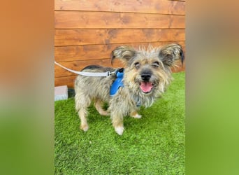 Twiga - kastrierte Yorkshire - Terrier - Rauhaardackel - Mischlingshündin GNADENBROT