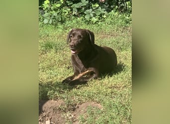 Labrador