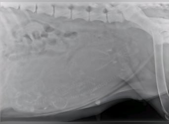 Riesenschnauzer schwarz Welpen des A-Wurf am 3.7.25 erwartete