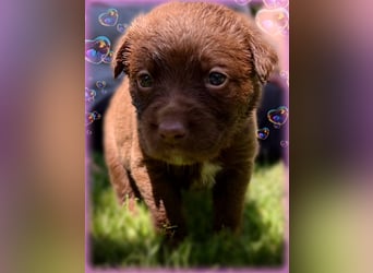 Aussiedor ,labrador,Australian shepherd  ,mit augenuntersuchung