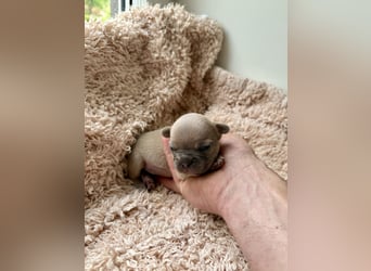 Gesunde Sportliche Französische Bulldoggen aus Familienzucht!