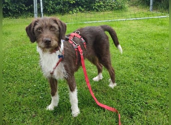 ♥GRETA♥ auf Pflegestelle bei Köln - ganz liebe, unkomplizierte anfangs etwas vorsichtige Hündin 50cm