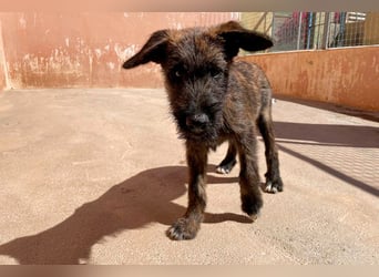 Bombón  sucht ein Zuhause