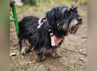 Mia ist ein smartes Dackel-Mix-Mädel