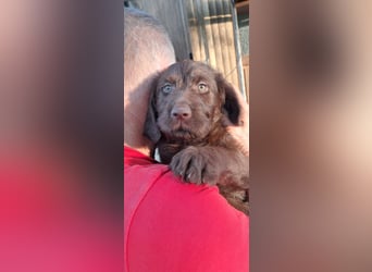 Labradoodle Welpen