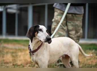 Mila - sanftes Jagdhundherz sucht sportliches Zuhause