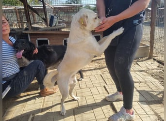 ♥PATSCHI♥ toller Rüde, der Umarmungen und Streicheleinheiten so sehr liebt 54 cm