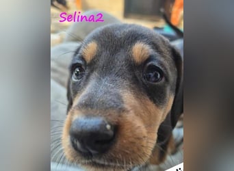 Selina2 geb. 09/2024 (in Deutschland) - aufgeschlossene und kluge Junghündin!