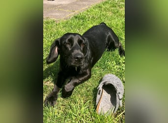 TEQUILA, Spaniel-Mix Rüde, geb.ca. 20.11.2021, sucht seine Familie