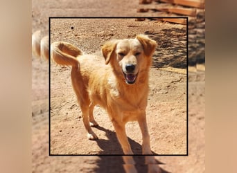 Katzenverträgliche + liebe  Golden Retriever Mix Junghündin MINA wartet inFriesenhagen auf DICH!