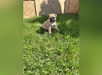 Zuckersüße Freiatmige Bulldoggenwelpen