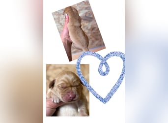 Labrador Welpen mit Ahnentafel