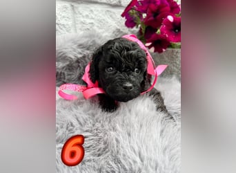 Wunderschöne Cockapoo/Cockerpoo Welpen