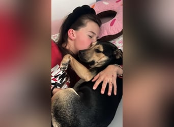 Liebe, ruhige, soziale Hündin in handlicher Größe sucht Zuhause