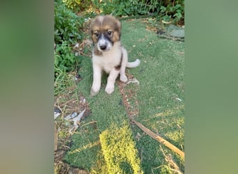 Ciccio sucht sein Glück