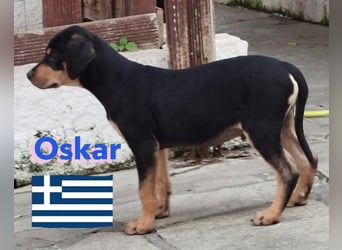 Oskar, 01/25 - Schlappohr sucht Wirkungskreis