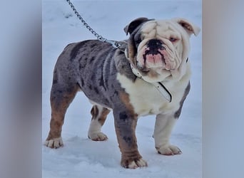 english Bulldogwelpen (Rarität!!)