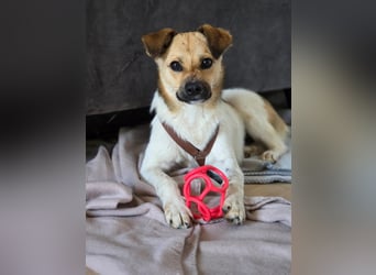 Buddy - Charmeur mit Knicköhrchen