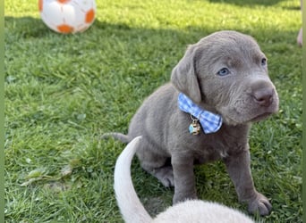 Labrador Welpen Rüde Silber