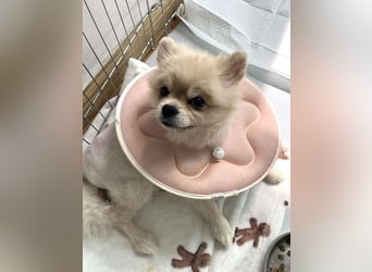 Rudy ein kleiner Kämpfer,sucht seine Menschen