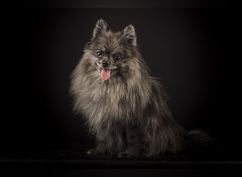 Liebevolle Zwergspitz Pomeranian Zucht