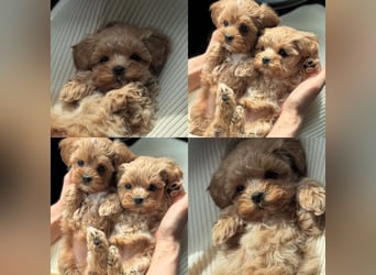 Maltipoo Welpen 10 Wochen