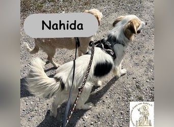 Nahida - Charme und Anmut auf vier Pfoten