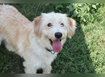 Pfiffige Suki sucht ihre Menschen