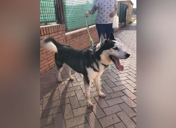 RIKU-Traumhusky gesucht?Liebenswertes ,neugieriges,freundliches Kerlchen sucht Zuhause