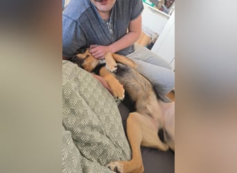Zako sucht sein Für-Immer-Zuhause ❤️