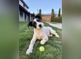 Süße Daisy sucht ihr eigenes Körbchen