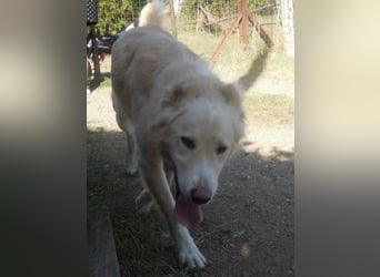 Falcon - junger beeindruckender feiner Hundemann