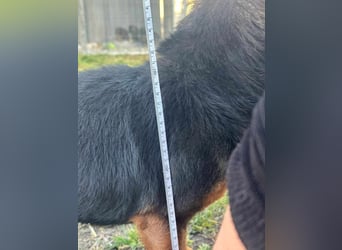Frida, 10.05.2019 geboren, 31 cm sucht ihre Menschen