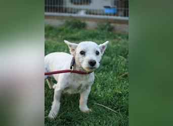 **RESERVIERT** Egres-PP, kleine Westie-Lady wünscht sich schönes Zuhause