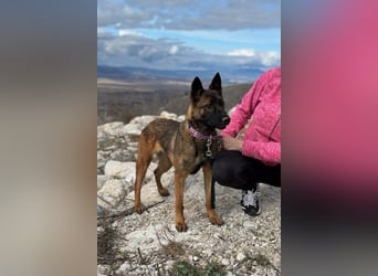 Schäferhund(mix) Freunde aufgepasst – hier kommt unsere Reika