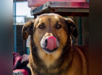 RAMBO sucht liebevolles Zuhause