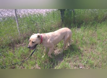Ledi LM - Kuschelbedürftige Hundedame mit großem Herzen