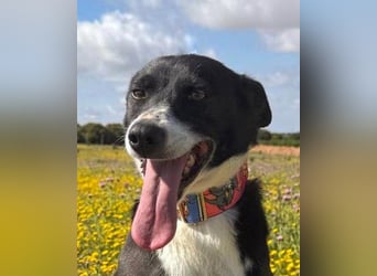 Trixie - auf Ratplatz ausgesetzt