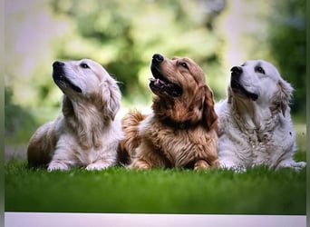 Goldendoodle mini Medium Doodle Abgabe an Pfingsten