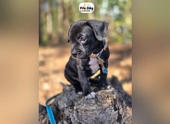 Hundebaby Sharik