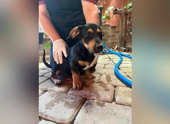 Marvin, geboren 25.03.2025, 24cm sucht seine Familie