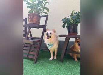 Biscuit SR – junger Herzensbrecher sucht liebevolles Zuhause