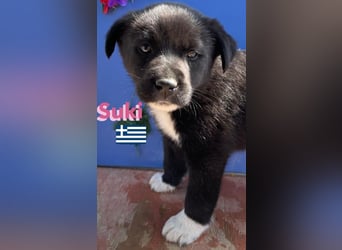 Suki,geb.02/25,hübsches Hundemädchen sucht ihre Familie