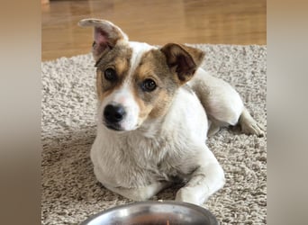 Daisy - freundliche, soziale Jack Russel Terrier Mix-Hündin / z.Zt. noch in Rumänien