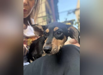 Zaza sucht ein tolles Zuhause