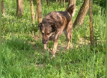 JUNI - lieber und vorsichtiger Herdenschutzhund-Schäferhund Mix - sanfter Riese sucht Zuhause