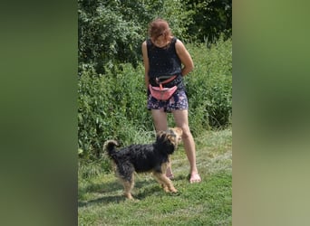 Klausi - Aktiver und lieber kleiner Rüde, ca. 2019 geboren, SEHR menschenbezogen!